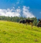 Pokut Yaylası Tanıtımı