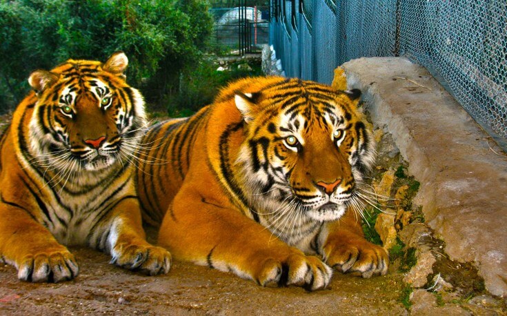 Antalya Hayvanat Bahçesi