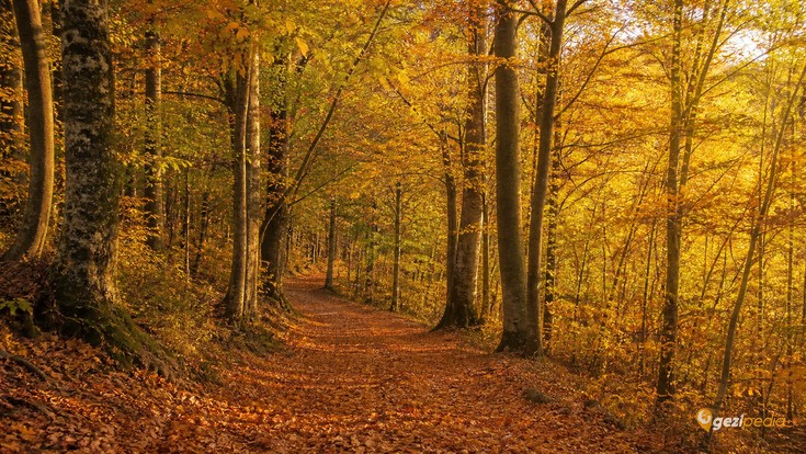 Belgrad Ormanı Tanıtımı